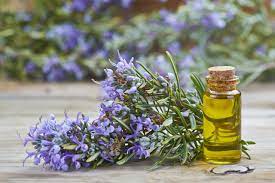 Let's Talk Rosemary Oil: The Buzz and The Reality